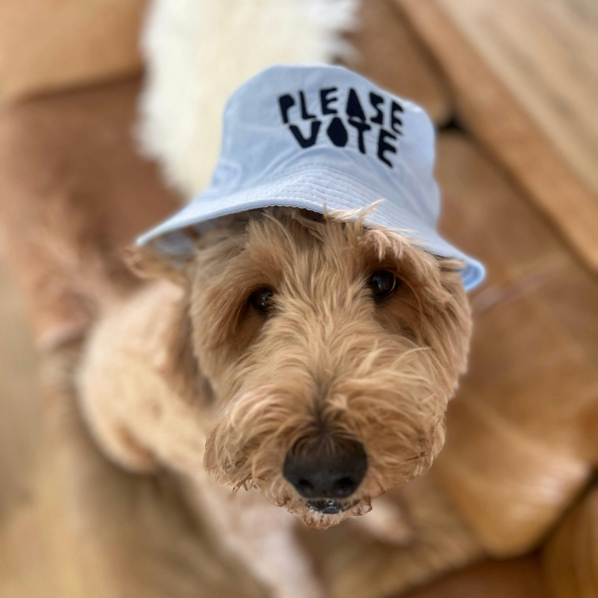 Dog wearing bucket hat